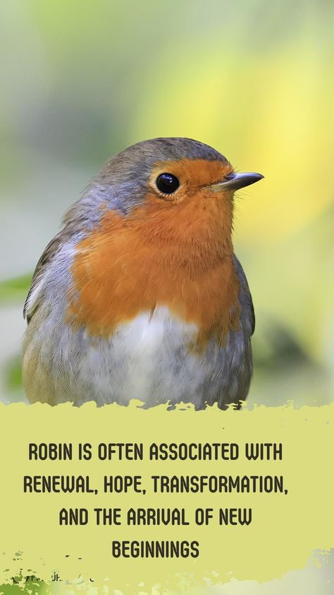 The spiritual meaning of a robin is often associated with renewal, hope, transformation, and the arrival of new beginnings. These small birds are also considered as messengers from the divine or deceased loved ones, carrying the message of love, guidance, and encouragement. #instalove #birdsofinstagram #birdstagram #carry #lovediary #loved Robin Spiritual Meaning, Robin Meaning, Love Diary, Message Of Love, A Robin, New Beginning Quotes, Cycle Of Life, Spiritual Guides, Hope Symbol