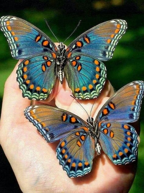 Butterfly Inspiration, Colorful Moths, Beautiful Butterfly Pictures, Beautiful Butterfly Photography, Butterfly Art Painting, Butterfly Species, Beautiful Butterflies Art, Butterfly Photos, Beautiful Bugs