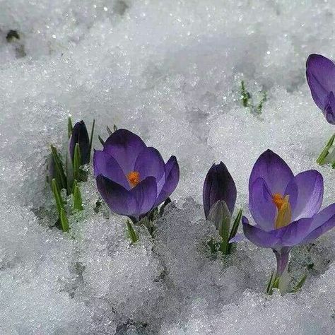 We call it Yargui. First flowers in spring. How pretty and strong are they growing under the snow! Flowers In Winter Aesthetic, First Blooms Of Spring, Flowers In Snow Aesthetic, First Spring Flowers, Spring Winter Aesthetic, Flower In The Snow, Snow Covered Flowers, Spring Snow Aesthetic, Snow Drop Flower Aesthetic