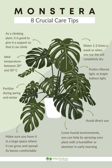 Do you want to know how to propagate Monstera delicious cuttings easilyHere you will find 2 different methods to achieve itPropagating monstera in water and propagating cuttings in sphagnum mossBoth methods were greatYou will also be able to learn how to get new babies out and get them started strong with spreading water. Propagate Monstera In Water, How To Plant Monstera, Propagating A Monstera, How To Revive A Monstera Plant, Monstera Care Tips, How To Water Indoor Plants, How To Grow Monstera Plant, Propagating Monstera Deliciosa, How To Take Care Of Monstera Plant