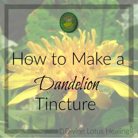 Dandelion Tincture, Medicinal Herbs Remedies, Medicinal Wild Plants, Herb Tinctures, Tinctures Recipes, Medicine Garden, Dandelion Plant, Herbal Remedies Recipes, Medicinal Herbs Garden