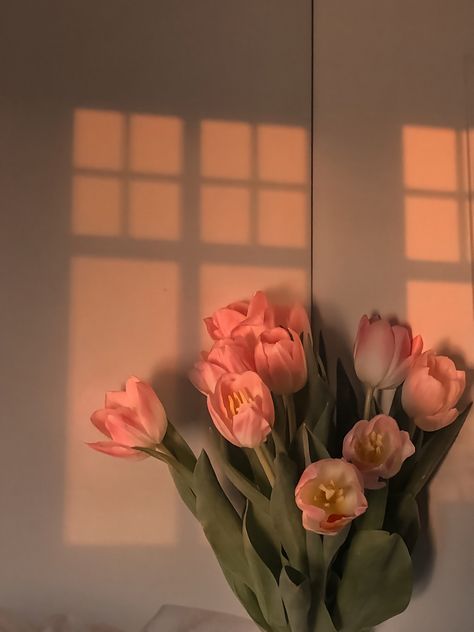 Pink tulips over the window at sunset Peach Tulips Aesthetic, Golden Hour Flowers, Golden Flowers Aesthetic, Pink Hour Aesthetic, Fall Flowers Aesthetic, Pink Flowers Aesthetic, Pretty Morning, Pink Hour, Sunset Window