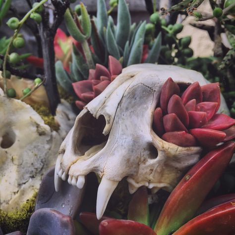 Animal Skulls In Nature, Animal Skull Photo, Cool Animal Skulls, Animal Bone Art Ideas, Bones And Plants, Animal Bones Aesthetic, Vulture Culture Aesthetic, Jackalope Skull, Bones Aesthetic