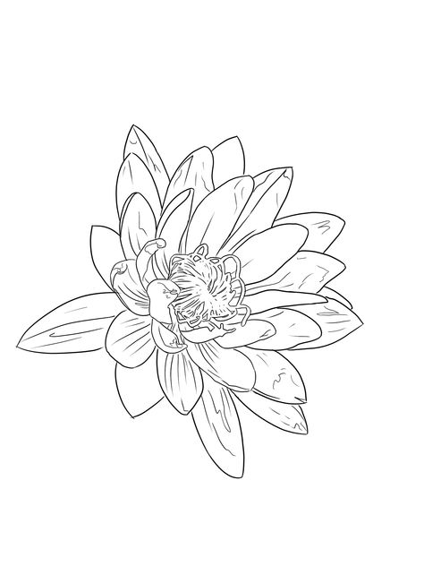 Dahlia Flower Outline, Lotus Flower Tattoo Outline, Lotus Flower Tattoo Stencil, Lotus Flower Outline, Flower Tattoo Stencils, Flower Stencils, Family Tattoo Designs, Simple Drawings, Flower Line Drawings