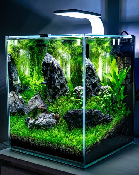 Nano Aquarium Aquascaping, Walstad Aquarium, Forest Aquascape, Iwagumi Aquascape, Nano Aquascape, Aquarium Pictures, Fish Aquarium Decorations, Fish Tank Themes, Aquarium Garden