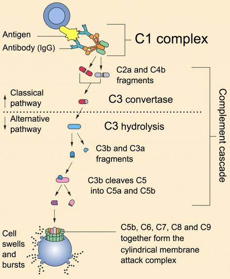 Immune Response | Immune Cell Types | Geeky Medics Complement System, Physician Assistant School, Medical Laboratory Technician, Mcat Study, Medical Laboratory Science, Biology Lessons, Medical School Studying, Human Anatomy And Physiology, Laboratory Science