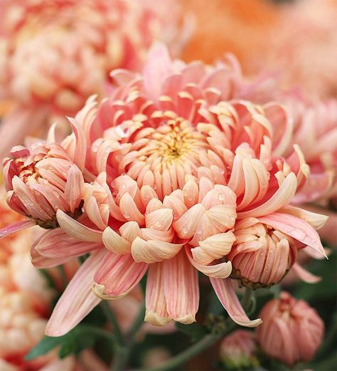 Chrysanthemum Plant, Flower Seedlings, Winter Greenhouse, Sarah Raven, Plant Delivery, Chrysanthemum Flower, Plant Cuttings, Winter Flowers, Home Flowers