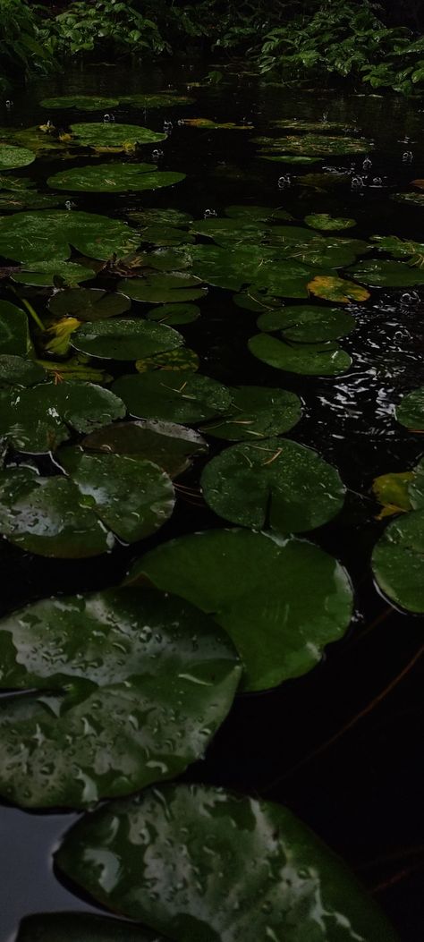 Iphone Wallpaper Aesthetic Plants, Pretty Swamp Aesthetic, Lilypad Wallpaper Aesthetic, Pond Aesthetic Wallpaper, Rainy Aesthetic Wallpapers, Relaxing Wallpaper Aesthetic, Rainy Hawaii, Rainy Forest Wallpaper, Lily Pad Wallpaper