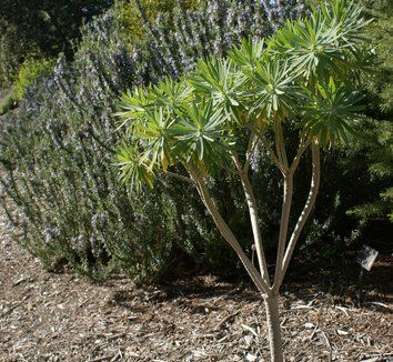 Euphorbia lambii 4 form Euphorbia Lambii, Euphorbia Schillingii, Euphorbia Seguieriana, Euphorbia Decaryi, Diamond Frost Euphorbia, Broadleaf Evergreen, Tall Flowers, Evergreen Shrubs, Drought Tolerant