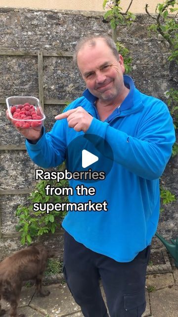 Simon Akeroyd on Instagram: "Winning at life. My supermarket raspberries are growing in my garden and in my pots 💙💙💙 #growyourgroceries #growyourown #growyourownfood" Raspberry Farming, Grocery Row Gardening, Veggie Patch, Berry Bushes, Garden Veggies, Garden Oasis, School Garden, Creative Gardening, Garden Yard Ideas