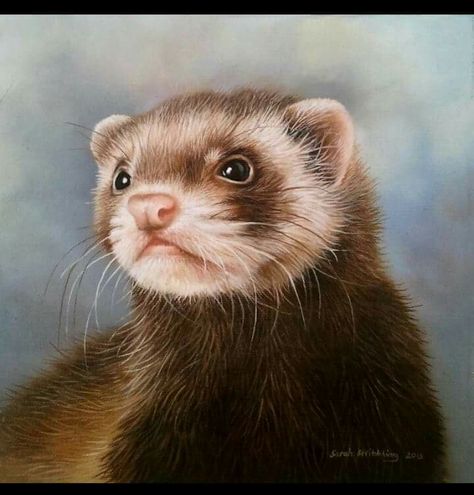 Ferret Painting, Ferret Art, Butterfly Art Painting, Pet People, Animal Portraits, Wildlife Paintings, Acrylic Artwork, Sketch Painting, Bird Drawings