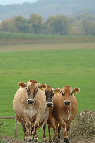 the girls... Cow Jersey, Milk Cows, Jersey Cow, Dairy Cattle, Farm Living, Dairy Cow, Dinner Bell, Hello Ladies, Cow Calf