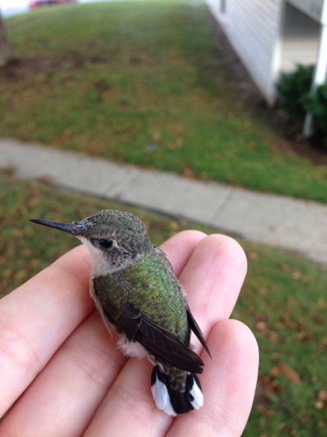 Baby hummingbird I rescued! Baby Hummingbirds, Hummingbird Pictures, Hummingbird Art, Bird Photos, Animal Pics, Fluffy Animals, Animation Design, Bird Photo, Cute Birds