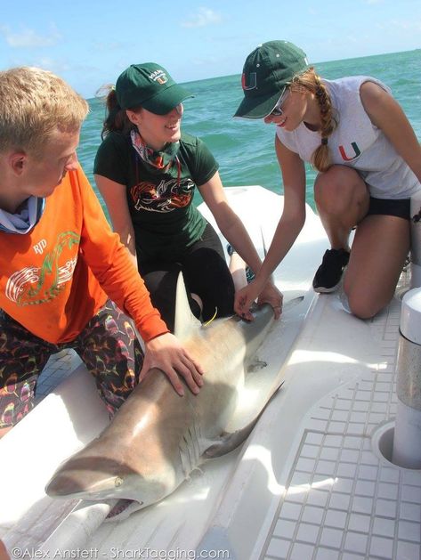 Citizen Science & Public Expeditions | Shark Research & Conservation Program (SRC) | University of Miami Shark Research, Miami Summer, Shark Conservation, Citizen Science, University Of Miami, Sea Turtle, Programming, Bucket List, Vision Board