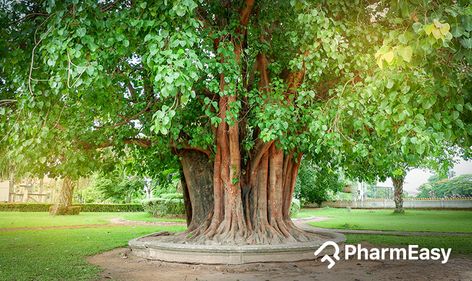 Peepal Tree: Uses, Benefits, Side Effects and more! - PharmEasy Blog Ficus Religiosa, Peepal Tree, Hair Mask For Dandruff, Patio Fruit Trees, The Fig Tree, Temple Thailand, Tree Aesthetic, Bodhi Leaf, Symbol Of Wisdom