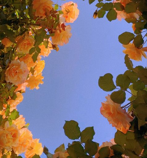 Nothing But Flowers, Orange Aesthetic, Flower Therapy, Yellow Aesthetic, Jolie Photo, Nature Aesthetic, Orange Flowers, Love Flowers, My Flower