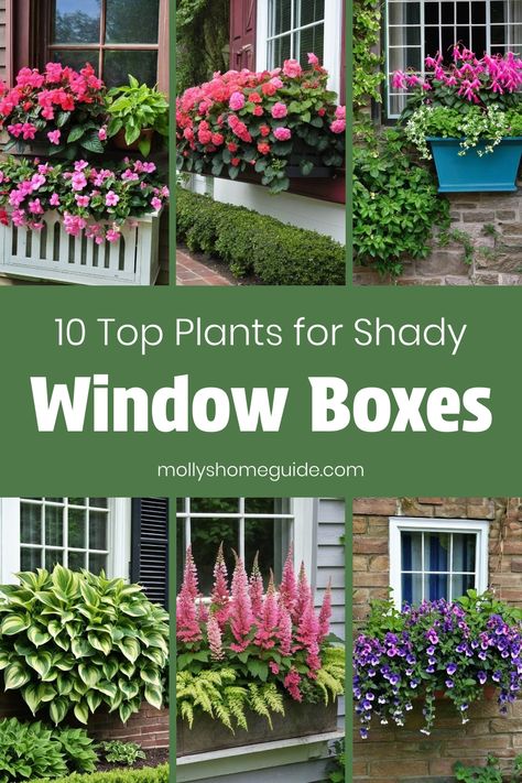 Create a stunning window box display for shaded areas with the best plants for window boxes in shade. Incorporate beautiful plants for partial sun to achieve a lush and vibrant container garden. Consider plant combinations that are perfect for hummingbirds, adding a touch of nature outside your window. Discover creative window box planter ideas to enhance your home's exterior with gorgeous foliage and blooms even in areas with limited sunlight. Shade Window Box Plants, Shade Window Box Ideas, Window Box Flowers For Shade, Best Plants For Window Boxes, Shade Window Boxes, Plants For Window Boxes, Box Planter Ideas, Best Shade Plants, Window Baskets