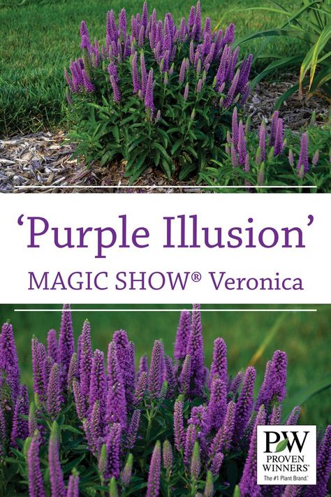 'Purple Illusion' matches the habit and flower size of 'Wizard of Ahhs', but with thick, purple flowers. Dark green leaves form a thick foliar canopy, so the plant has substance even after it has finished blooming. 'Purple Illusion' requires vernalization to bloom. Dark Purple Perennials, Purple Illusion, Partial Shade Flowers, Purple Perennials, Proven Winners Perennials, Front Flower Beds, Dark Green Leaves, Flowers Dark, Garden Border