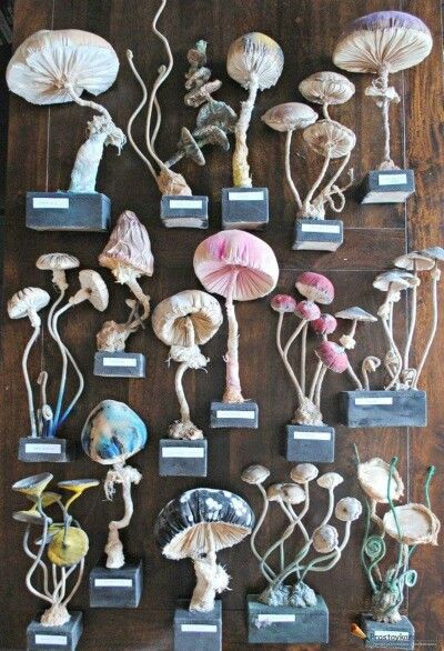 Mushroom Textiles ʕ•͡-•ʔ Mr Finch, Mister Finch, Hantverk Diy, Mushroom Crafts, Mushroom Art, Art Textile, Soft Sculpture, Textile Artists, Fabric Art