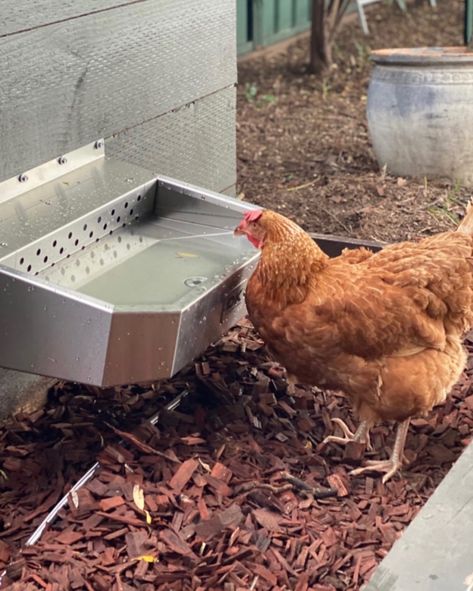 “It’s not only our dogs that love their super cool XL Rehydration Station. Our chooks love it too 👌 Especially Miss Wendy 🐥” - @kindredkitchen_ 📷 @kindredkitchen_ 🏷 Pet Rehydration Station™ (XL) 🛒 dkstainless.com.au #chicken #chickens #cattletrough Miss Wendy, Cattle Trough, Dog Crate Chicken Brooder, Chicken, Dogs