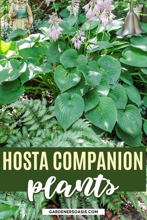 Hosta Companion Plants (What To Plant With Hostas) What To Plant With Hostas, Plant With Hostas, Partial Shade Perennials, Shade Perennial Garden, Shade Flowers Perennial, Best Landscaping Ideas, Perennial Bushes, Shade Loving Plants, Best Companion Plants