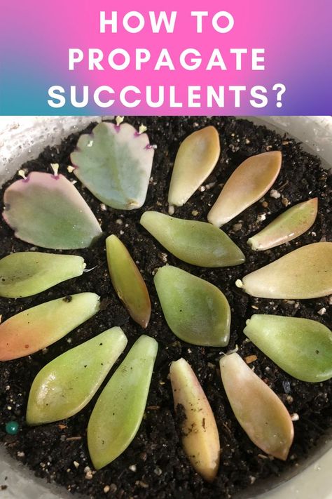 How to Propagate Succulents: The Complete Guide Propagating Cactus, How To Propagate Succulents, Propagate Succulents From Leaves, Succulent Propagation, Propagate Succulents, Homestead Gardening, Pot Gardening, Baby Succulents, Beautiful Terrariums