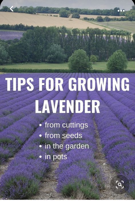 Planting Lavender Outdoors, When To Plant Lavender, Growing Lavender From Seed, Lavender In Pots, Lavender From Seed, Lavender Plant Care, How To Propagate Lavender, Plant Lavender, Grow Lavender