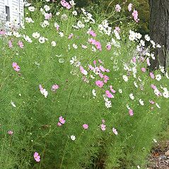 Cosmos bipinnatus (garden cosmos): Go Botany Cosmos Flowers Garden, Garden Cosmos, Cosmos Plant, Cosmos Bipinnatus, New England States, Cosmos Flowers, Bee Garden, Types Of Flowers, Front Garden