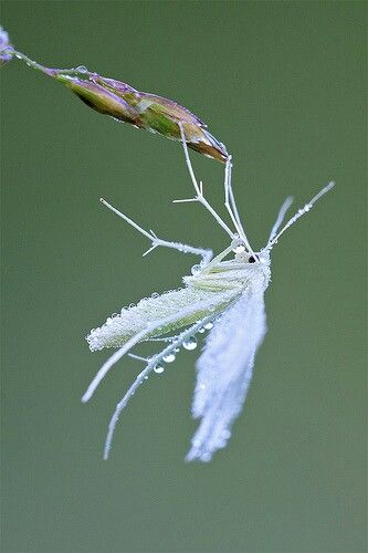 White plume moth White Plume Moth, Plume Moth, Unique Insects, Gremlin Core, Drawing Studio, Cool Insects, Bug Boy, Cool Bugs, Beautiful Bugs