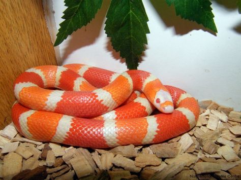 Albino Milk Snake, Milk Snake Morphs, Orange Animals, Milk Snake, Cool Snakes, Colorful Snakes, Corn Snake, Cute Snake, Reptile Snakes