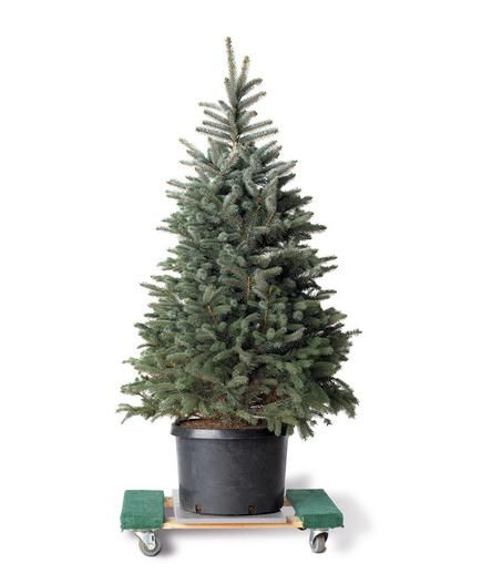 December Gratitude, Christmas Tree Care, Potted Christmas Tree, Fresh Cut Christmas Trees, Potted Christmas Trees, Winter Gardening, Live Christmas Trees, Random Tips, Winter Things