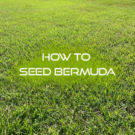 How to Seed a New Bermuda Lawn - Lawn and Petal Bermuda Grass Lawn, Bermuda Sod, Bermuda Grass Seed, Lawn Renovation, Lawn Care Schedule, Seeding Lawn, Bermuda Grass, Growing Grass, Lawn And Landscape