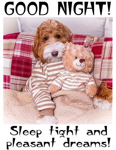 Sweet Dreams Sleep Tight, God Natt, Psy I Szczenięta, Love My Dog, Doodle Dog, Goldendoodle Puppy, Sleep Tight, Labradoodle, Dog Photography