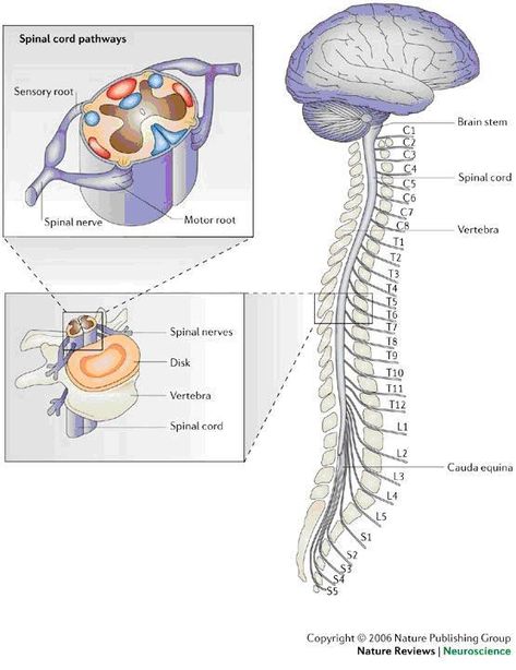 Spinal Cord Diagram, Anatomy Of The Brain, Brain Diagram, Brain And Spinal Cord, Occipital Lobe, About Brain, Spinal Fluid, Frontal Lobe, The Mechanisms