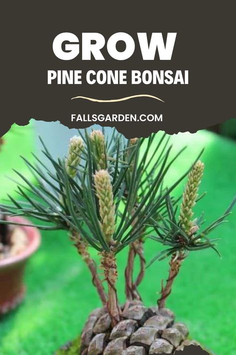 Pine Cone Bonsai How To, Grow A Pinecone, Pine Cone Bonsai, Pinecone Bonsai, Pine Cone Seeds, Pine Cone Tree, Growing Organic Vegetables, Fir Cones, Bonsai Soil