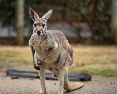 Swifter, Higher, Stronger: What makes Australia’s Olympic team names so extraordinary - The Australian Museum Blog Kangaroo Image, Kangaroo Animal, Eastern Grey Kangaroo, Grey Kangaroo, Australian Mammals, Backyard Animals, Red Kangaroo, Red Eyed Tree Frog, Kingdom Animalia