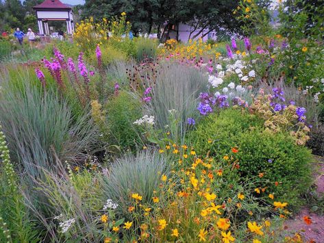 Backyard Prairie Landscaping, Colorado Landscaping, Shabby Chic Decorating, Prairie Planting, Vintage Decor Ideas, Prairie Flower, Alpine Garden, Prairie Garden, Backyard Plants