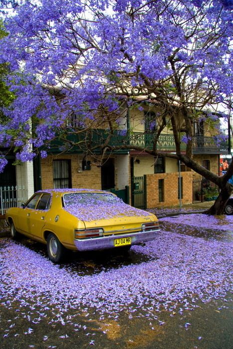 Purple and yellow Jacaranda Tree, Purple Trees, Yellow Car, Have Inspiration, All Things Purple, Foto Art, Mellow Yellow, Complementary Colors, Shades Of Purple