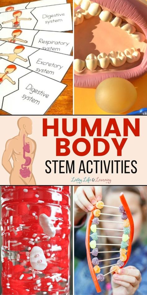 Human Body STEM Activities Biology Hands On Activities, Elementary Human Body Activities, Prek Human Body Activities, Human Body Hands On Activities, Stem Health Activities, Human Body Classroom Transformation, Human Body Lessons For Elementary, Human Body First Grade, Human Body 1st Grade