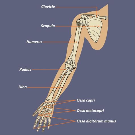 Human Arm Skeletal Anatomy Diagram Arm Anatomy, Arm Bones, Arm Drawing, Diagram Design, Anatomy Drawing, Anatomy Reference, Skeletal, Human Anatomy, Drawing Challenge