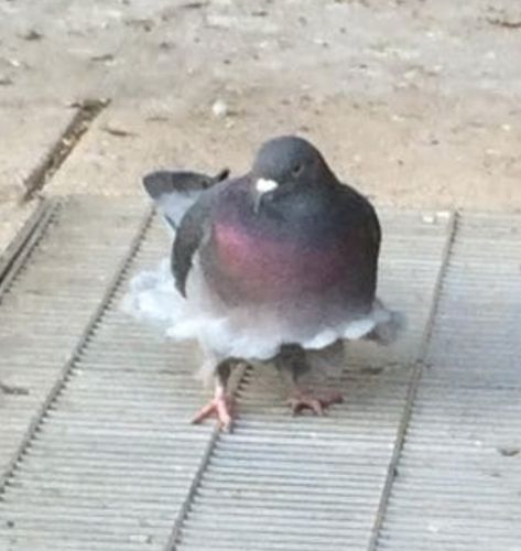 Funny Bird Pictures, Cute Pigeon, Fat Bird, Funny Birds, Silly Animals, Bird Pictures, Cute Birds, Sweet Animals, 귀여운 동물