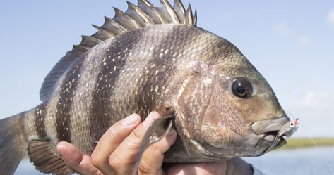 This fish isn't rare but it's scary looking! Are those human teeth? Sheepshead fish are a common marine species in North America from Cape Cod and Massachusetts to Florida and the Gulf of Mexico to Brazil. How much does the average sheepshead fish weigh? Florida Shore Fishing details that the average sheepshead range between 1 … Continue reading Sheepshead Fish Have "Human Teeth," And It's Freaking Everyone Out The post Sheepshead Fish Have "Human Teeth," And It's Freaking E Sheepshead Fish, Marine Species, Rare Fish, Human Teeth, Crustaceans, Shark Teeth, Freshwater Fish, Gulf Of Mexico, Betta Fish