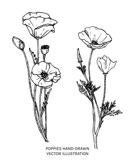 Drawing Of Poppy Flower, California Poppy Flower Drawing, Vintage Poppy Illustration, Poppy Outline Drawing, California Poppy Line Drawing, Poppy Tattoo Black And Grey, California Poppy Illustration, Wild Poppy Tattoo, California Poppy Tattoo Black And White