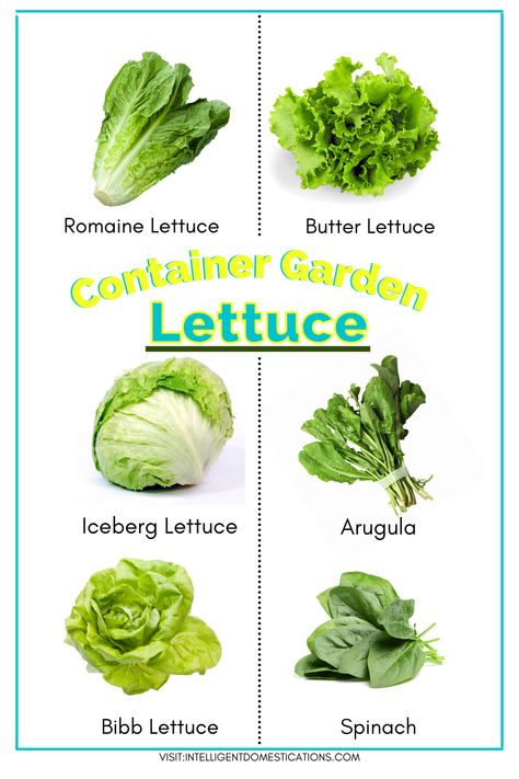 A list of the types of lettuce you can grow in a container garden at home. #containergarden #saladbowl #lettucegarden #vegetablegarden Lettuce Types, Lettuce Garden, Garden Lettuce, Chicken Fajita Wraps, Mediterranean Salad Recipe, Types Of Lettuce, Best Summer Salads, Hearty Soup Recipes, Garden At Home