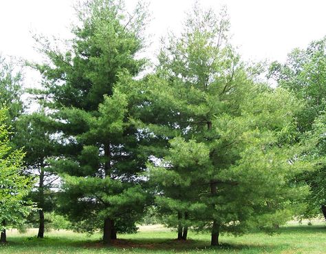 Tree Removal Cost, Small Pine Trees, White Pine Tree, Eastern Woodlands, Tree Seedlings, Eastern White Pine, Privacy Landscaping, Fast Growing Trees, White Pine