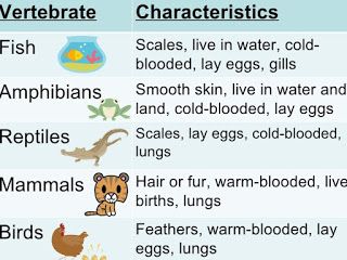 Lesson Plan of Classification & Characteristics of Vertebrates | Effective and Creative Lesson Plans ! For Teachers By Teacher Classification Of Vertebrates, Mammals Activities, Classifying Animals, Vertebrates And Invertebrates, Animal Lessons, Animal Classification, Creative Lesson Plans, Rabbit Cages, Teacher Lessons