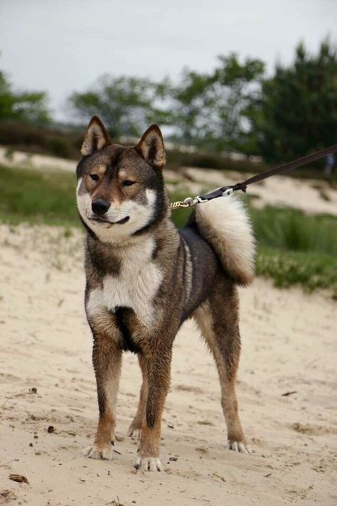 Shikoku Shikoku Ken, Shikoku Dog, Every Dog Breed, Spitz Dogs, Disabled Dog, Japanese Dogs, Akita Inu, Bear Dog, Purebred Dogs