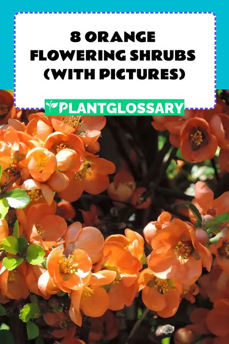 If you're looking to make a statement with your garden, look no further than these eight orange flowering shrubs. Each one provides a unique way to infuse your landscape with a bold and bright aesthetic. Orange Flowering Shrubs, Zone 8 Plants, Japanese Quince, Full Sun Shrubs, Bright Aesthetic, Orange Plant, Perennial Shrubs, Outdoor Plant, Flowering Shrubs