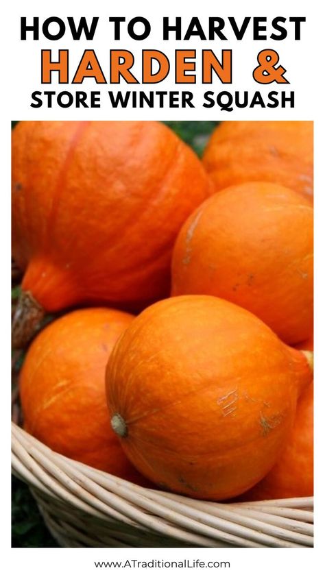 How to Harvest, Harden and Store Winter Squash Canning Squash, Squash Types, Canned Meat, Seed Catalogs, Acorn Squash, Pressure Canning, How To Store, Food Preservation, Winter Squash