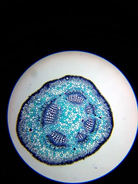 Biology Aesthetic, Microscope Images, Human Embryo, Microscopic Photography, Biodiversity Conservation, Stereo Microscope, Microscopic Images, Under A Microscope, Under The Microscope